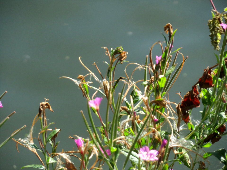 Zottiges Weidenröschen (Epilobium hirsutum) an der Saar in Saarbrücken