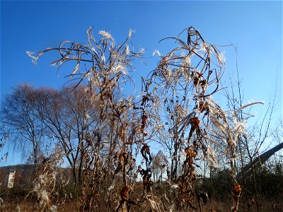 Zottiges Weidenröschen (Epilobium hirsutum) in Saarbrücken