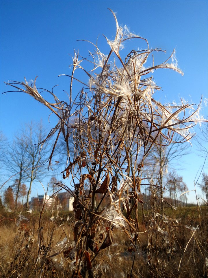 Zottiges Weidenröschen (Epilobium hirsutum) in Saarbrücken