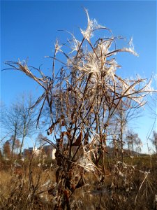 Zottiges Weidenröschen (Epilobium hirsutum) in Saarbrücken