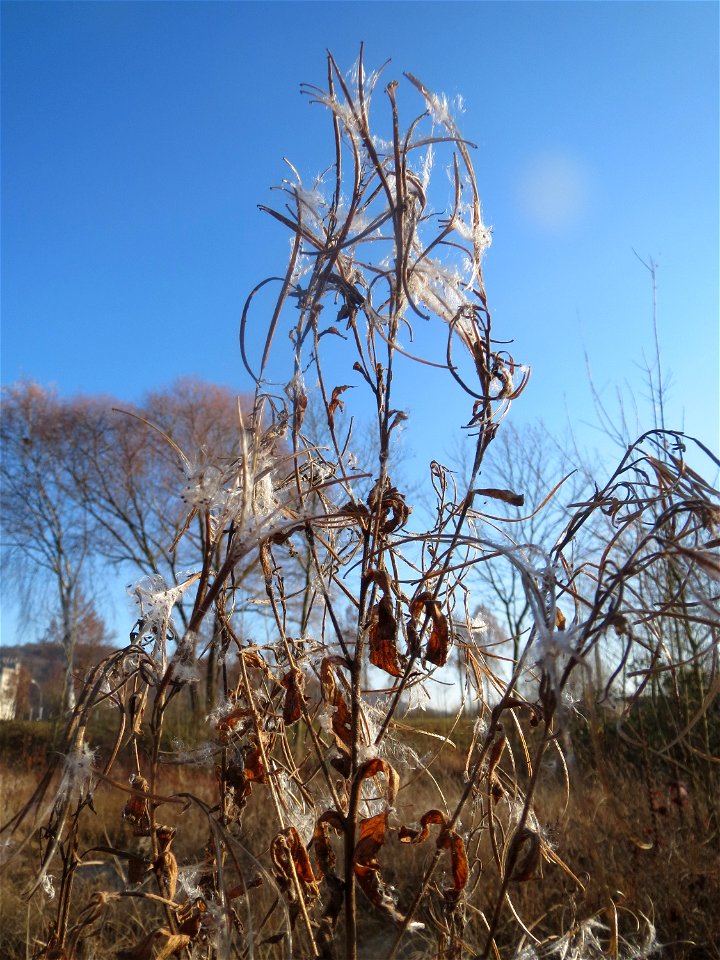 Zottiges Weidenröschen (Epilobium hirsutum) in Saarbrücken