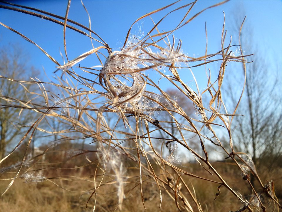 Zottiges Weidenröschen (Epilobium hirsutum) in Saarbrücken