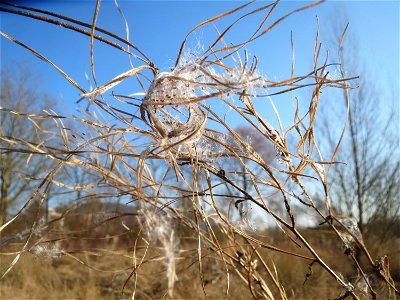 Zottiges Weidenröschen (Epilobium hirsutum) in Saarbrücken