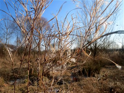 Zottiges Weidenröschen (Epilobium hirsutum) in Saarbrücken