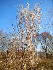 Zottiges Weidenröschen (Epilobium hirsutum) in Saarbrücken