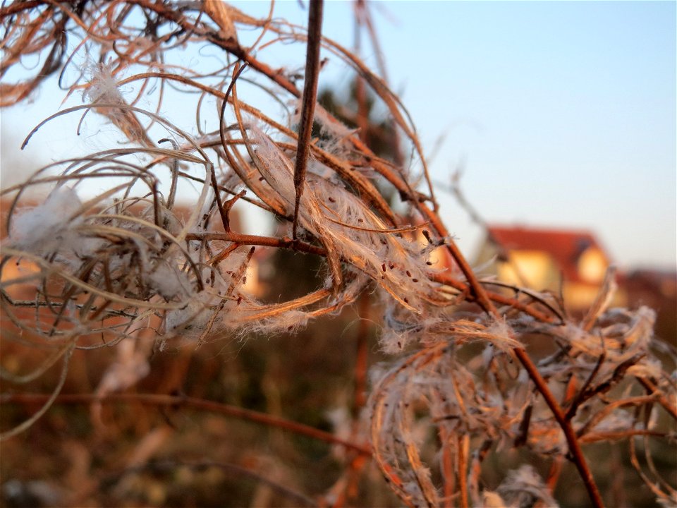 Mumienbotanik: Zottiges Weidenröschen (Epilobium hirsutum) in Hockenheim