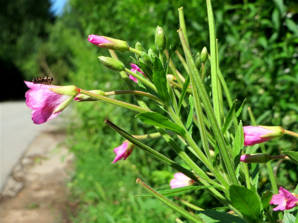 Zottiges Weidenröschen (Epilobium hirsutum) im Almet in Sankt Arnual
