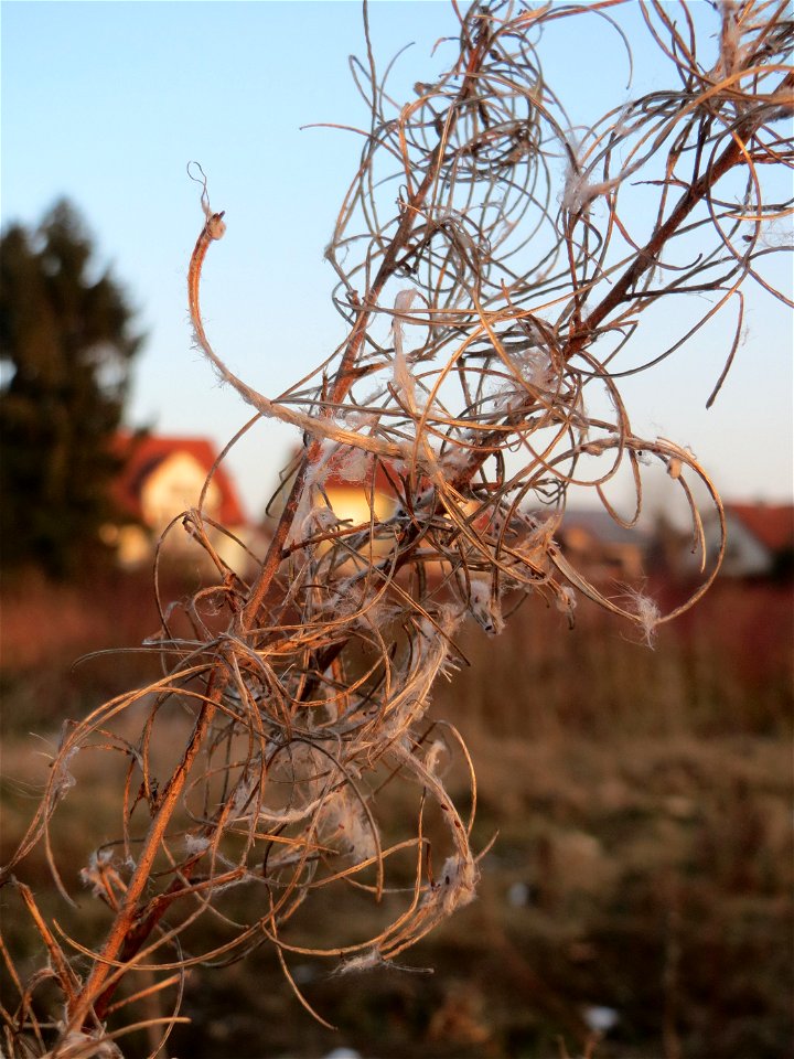 Mumienbotanik: Fruchtstand vom Zottigen Weidenröschen (Epilobium hirsutum) in Hockenheim