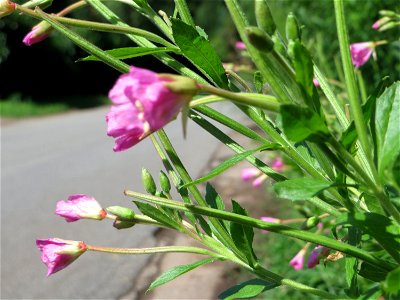 Zottiges Weidenröschen (Epilobium hirsutum) im Almet in Sankt Arnual