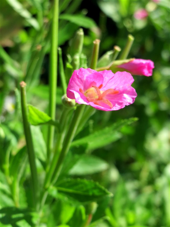 Zottiges Weidenröschen (Epilobium hirsutum) im Almet in Sankt Arnual