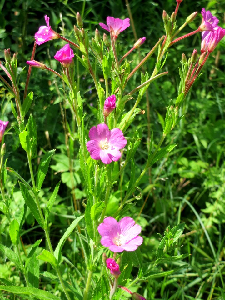 Zottiges Weidenröschen (Epilobium hirsutum) im Naturschutzgebiet „St. Arnualer Wiesen“