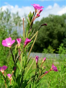 Zottiges Weidenröschen (Epilobium hirsutum) im Naturschutzgebiet „St. Arnualer Wiesen“