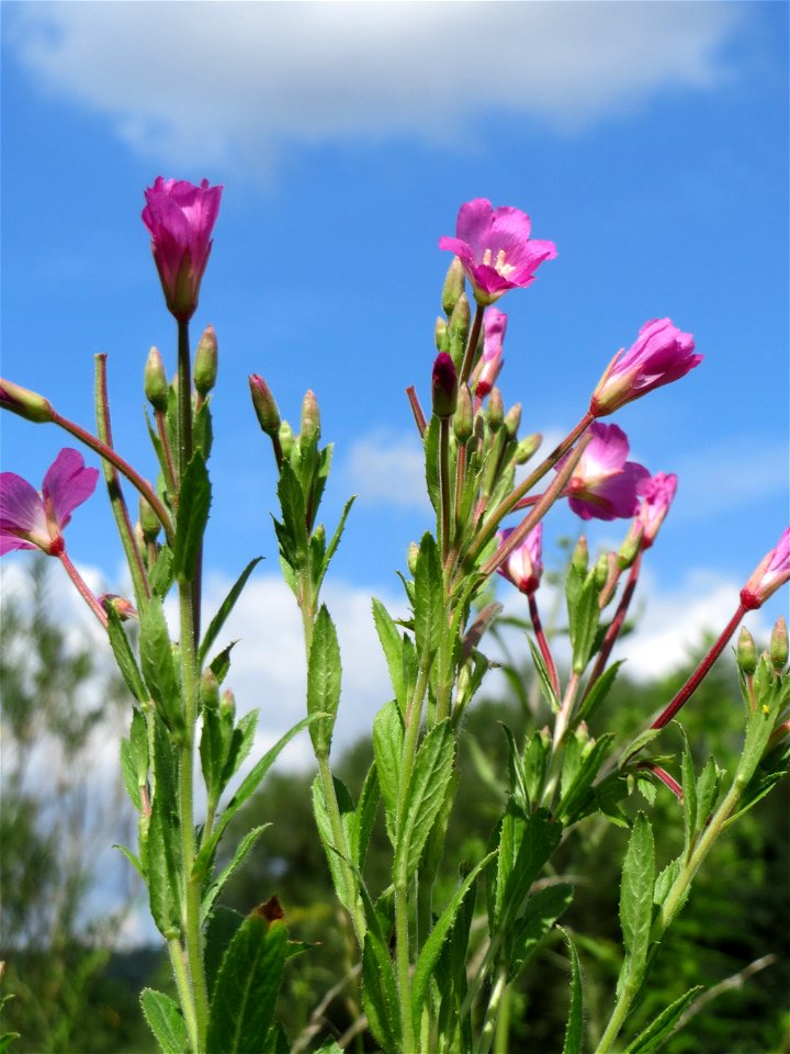 Zottiges Weidenröschen (Epilobium hirsutum) im Naturschutzgebiet „St. Arnualer Wiesen“