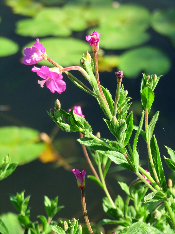 Zottiges Weidenröschen (Epilobium hirsutum) an der Saar in Alt-Saarbrücken