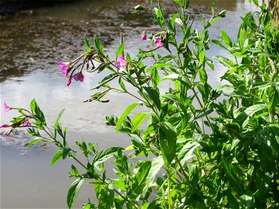 Zottiges Weidenröschen (Epilobium hirsutum) am Kraichbach in Hockenheim - inmitten des Baustellen-Großprojekts zur Renaturierung des Kraichsbach haben noch ein paar Pflanzen überlebt