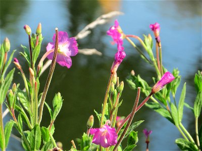 Zottiges Weidenröschen (Epilobium hirsutum) an der Saar in Alt-Saarbrücken