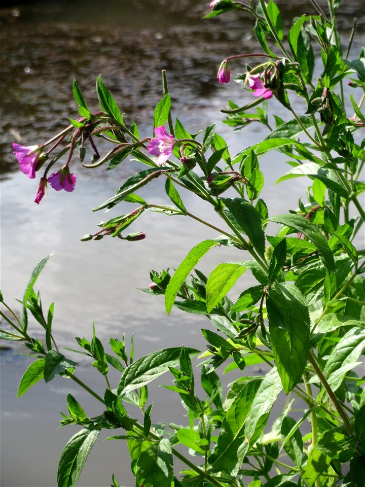 Zottiges Weidenröschen (Epilobium hirsutum) am Kraichbach in Hockenheim - inmitten des Baustellen-Großprojekts zur Renaturierung des Kraichsbach haben noch ein paar Pflanzen überlebt