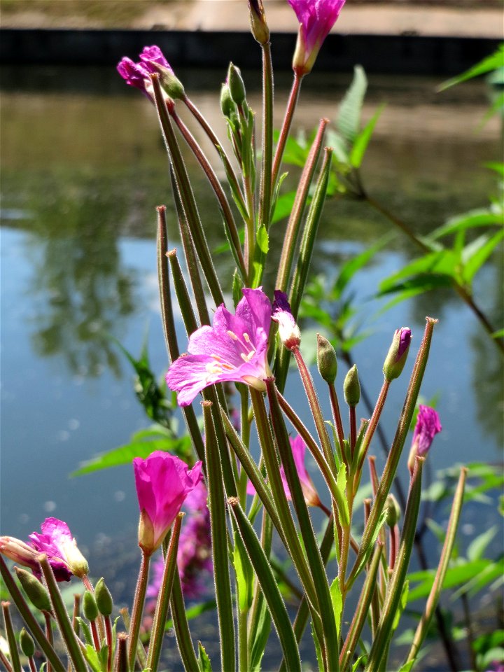 Zottiges Weidenröschen (Epilobium hirsutum) an der Saaraue Güdingen
