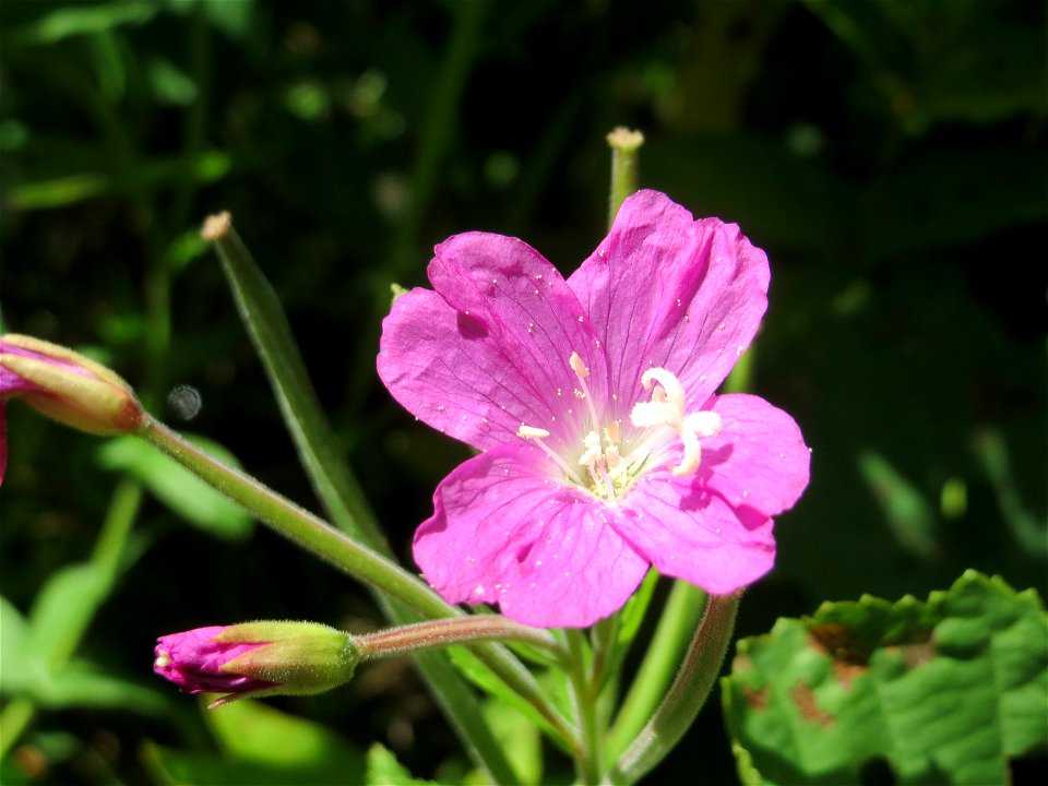 Zottiges Weidenröschen (Epilobium hirsutum) an der Saaraue Güdingen