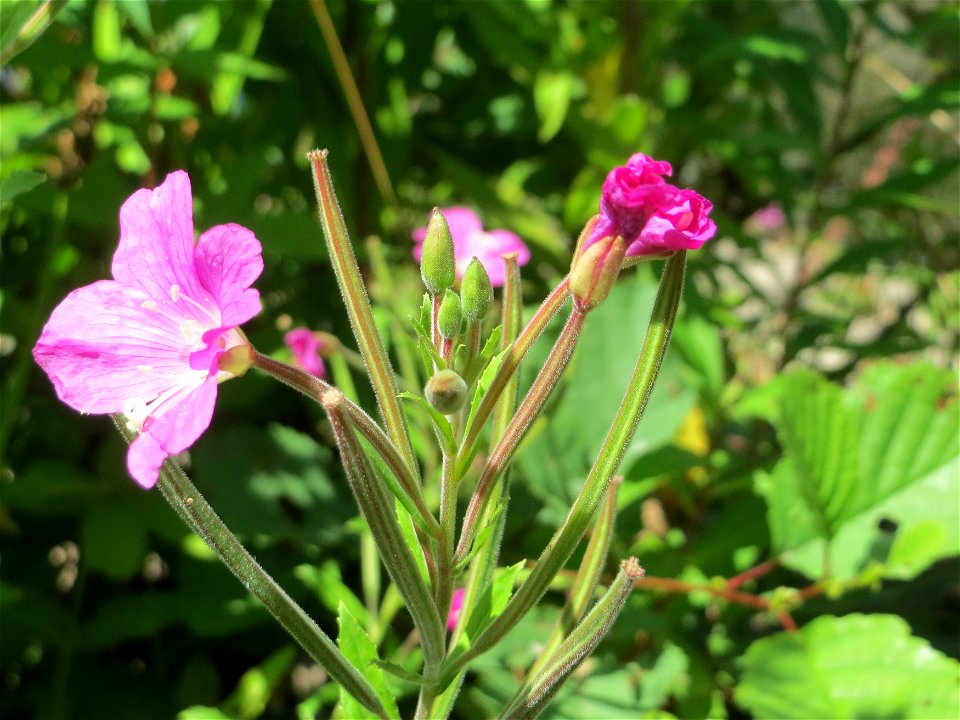 Zottiges Weidenröschen (Epilobium hirsutum) an der Saaraue Güdingen