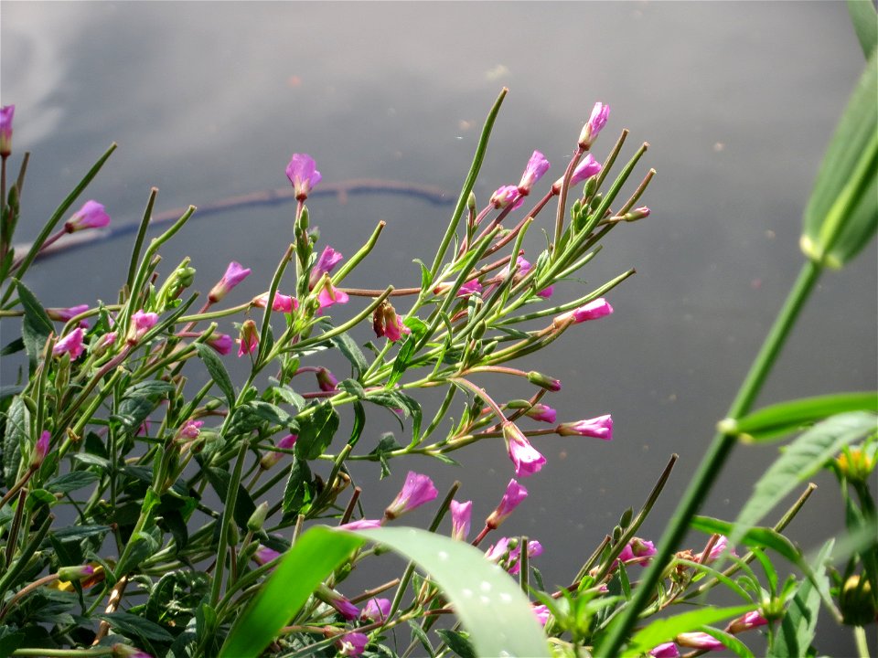 Zottiges Weidenröschen (Epilobium hirsutum) an der Saar am Bürgerpark Saarbrücken