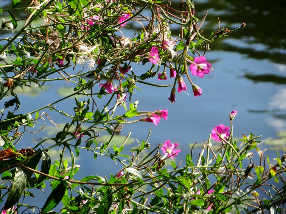 Zottiges Weidenröschen (Epilobium hirsutum) an der Saar in Saarbrücken