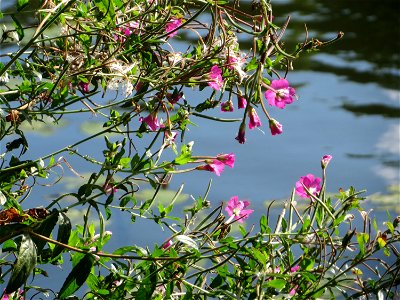 Zottiges Weidenröschen (Epilobium hirsutum) an der Saar in Saarbrücken