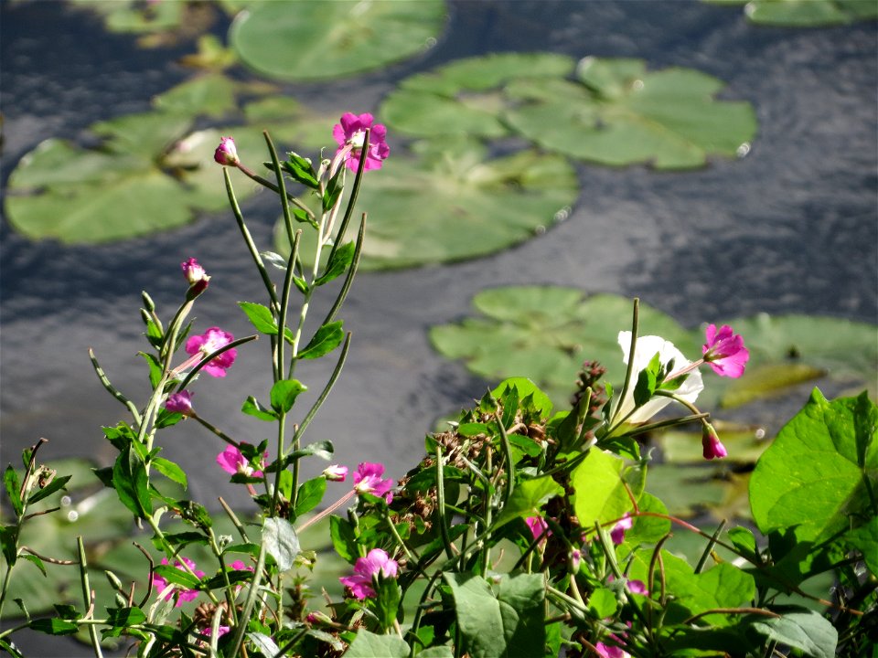 Zottiges Weidenröschen (Epilobium hirsutum) an der Saar in Saarbrücken