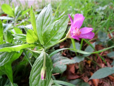 Zottiges Weidenröschen (Epilobium hirsutum) am Winterberg in Sankt Arnual