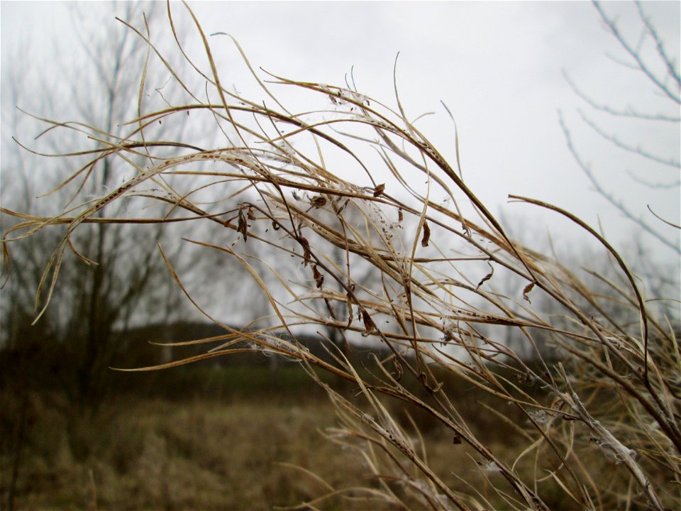 Fruchtstand vom Zottigen Weidenröschen (Epilobium hirsutum) auf einer nassen Wiese in Saarbrücken