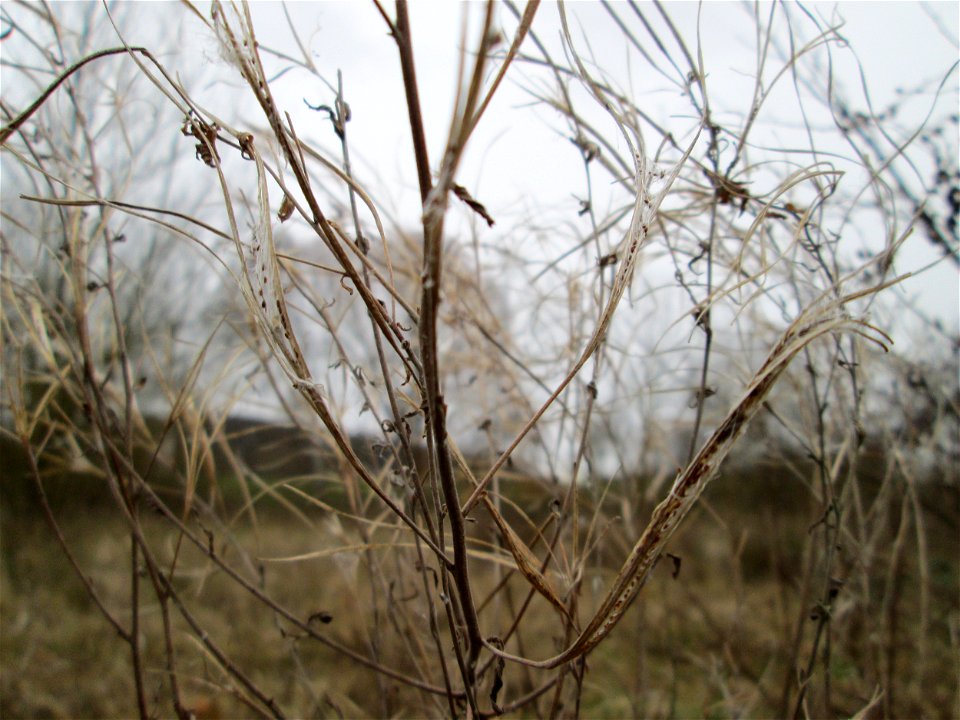 Fruchtstand vom Zottigen Weidenröschen (Epilobium hirsutum) auf einer nassen Wiese in Saarbrücken