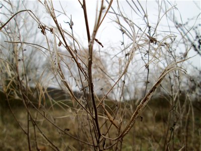 Fruchtstand vom Zottigen Weidenröschen (Epilobium hirsutum) auf einer nassen Wiese in Saarbrücken