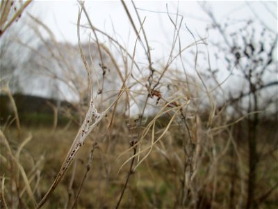 Fruchtstand vom Zottigen Weidenröschen (Epilobium hirsutum) auf einer nassen Wiese in Saarbrücken