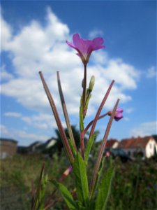 Untypischer Standort: Zottiges Weidenröschen (Epilobium hirsutum) am Bahnhof Bruchmühlbach-Miesau