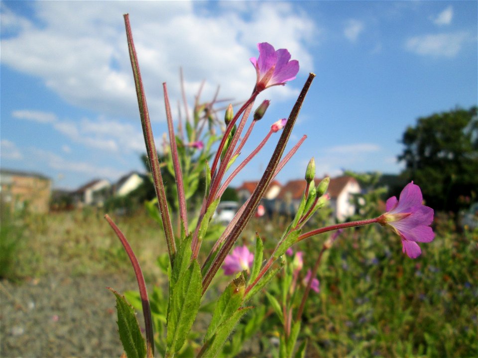 Untypischer Standort: Zottiges Weidenröschen (Epilobium hirsutum) am Bahnhof Bruchmühlbach-Miesau
