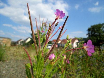 Untypischer Standort: Zottiges Weidenröschen (Epilobium hirsutum) am Bahnhof Bruchmühlbach-Miesau