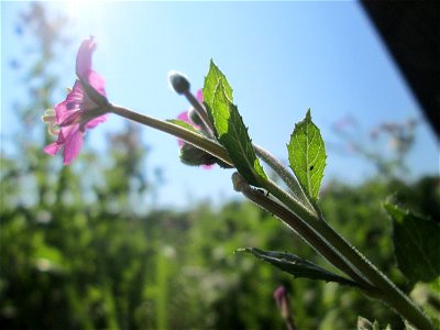Zottiges Weidenröschen (Epilobium hirsutum) im Bürgerpark Saarbrücken