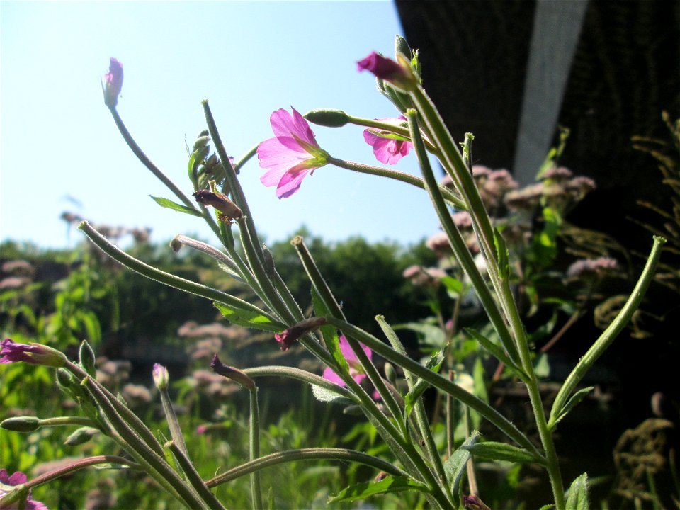 Zottiges Weidenröschen (Epilobium hirsutum) im Bürgerpark Saarbrücken