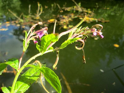 Zottiges Weidenröschen (Epilobium hirsutum) in der Gustav-Clauss-Anlage in St. Ingbert