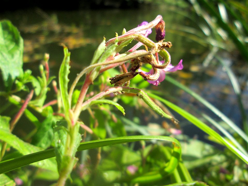 Zottiges Weidenröschen (Epilobium hirsutum) in der Gustav-Clauss-Anlage in St. Ingbert
