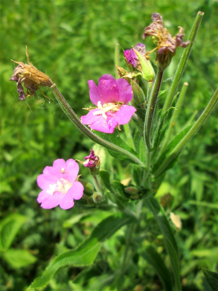 Zottiges Weidenröschen (Epilobium hirsutum) im Naturschutzgebiet „St. Arnualer Wiesen“