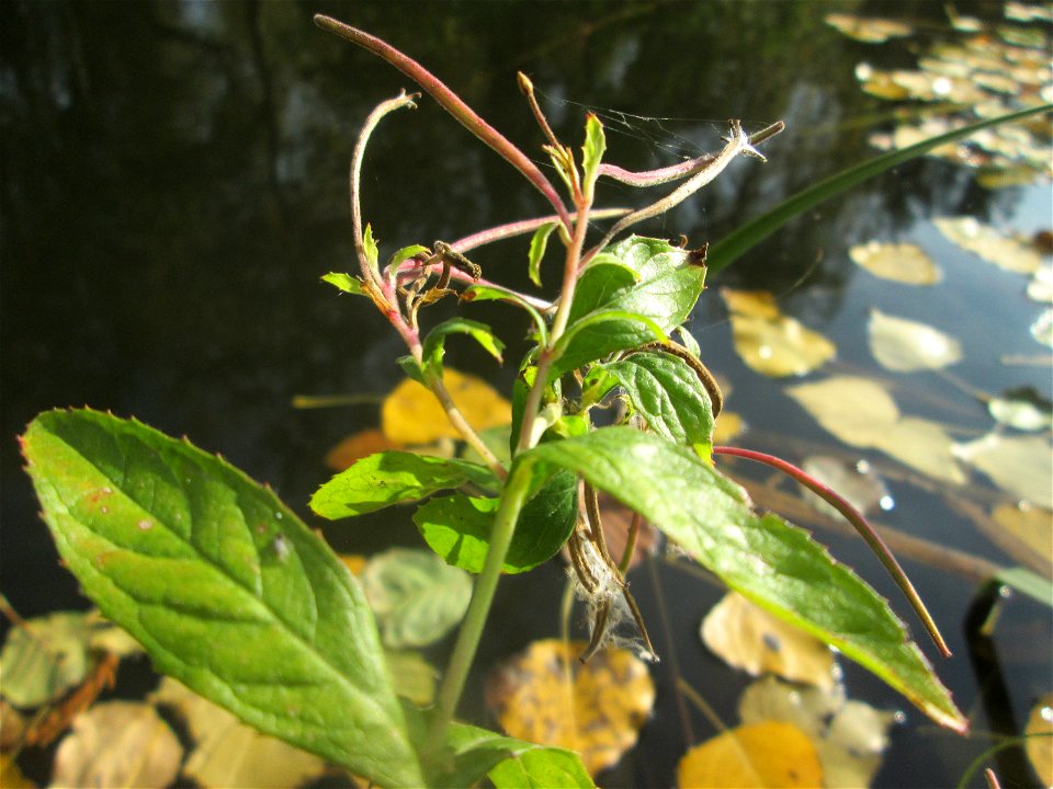 Zottiges Weidenröschen (Epilobium hirsutum) in der Gustav-Clauss-Anlage in St. Ingbert