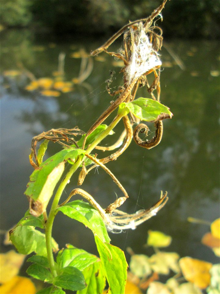 Zottiges Weidenröschen (Epilobium hirsutum) in der Gustav-Clauss-Anlage in St. Ingbert