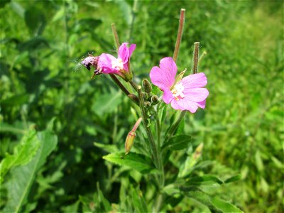 Zottiges Weidenröschen (Epilobium hirsutum) im Naturschutzgebiet „St. Arnualer Wiesen“