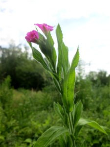 Zottiges Weidenröschen (Epilobium hirsutum) im Naturschutzgebiet „St. Arnualer Wiesen“