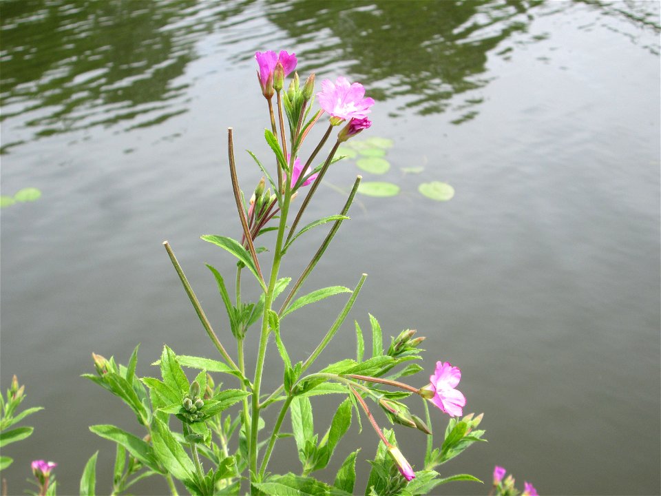 Zottiges Weidenröschen (Epilobium hirsutum) an der Saar in Sankt Arnual