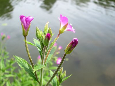Zottiges Weidenröschen (Epilobium hirsutum) an der Saar in Sankt Arnual