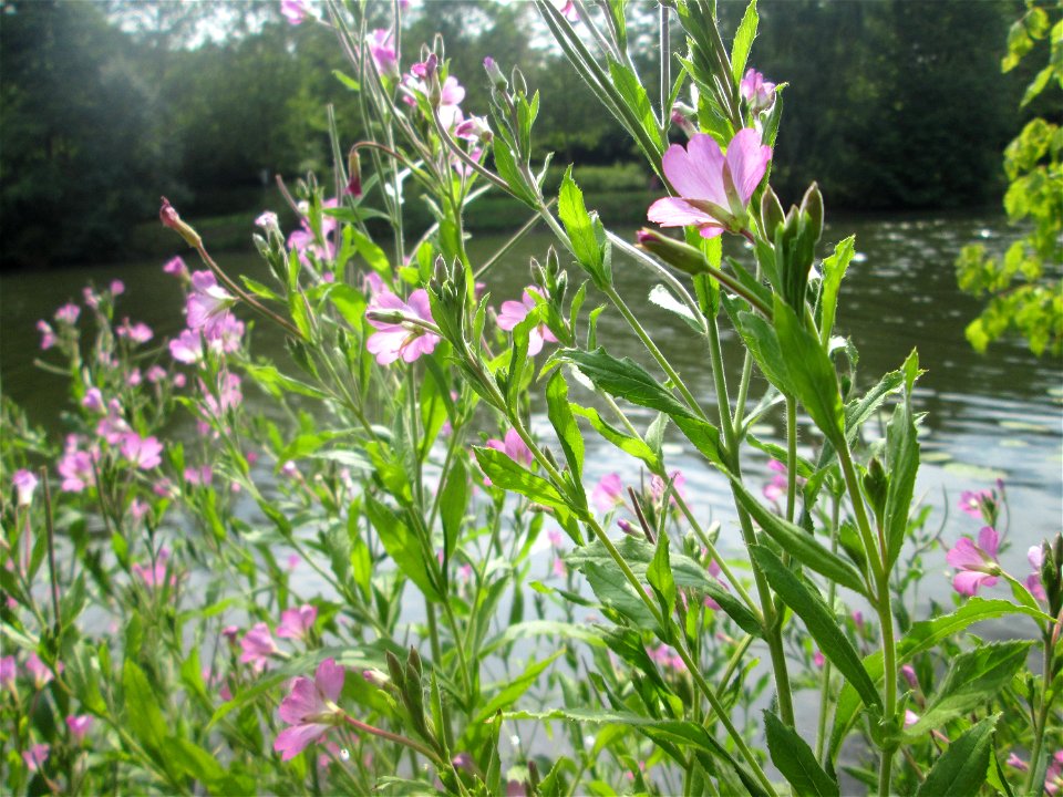 Zottiges Weidenröschen (Epilobium hirsutum) im Naturschutzgebiet "St. Arnualer Wiesen"