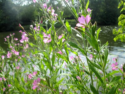 Zottiges Weidenröschen (Epilobium hirsutum) im Naturschutzgebiet "St. Arnualer Wiesen"