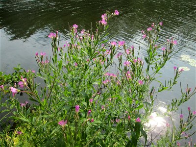 Zottiges Weidenröschen (Epilobium hirsutum) im Naturschutzgebiet "St. Arnualer Wiesen"